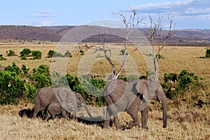 Elephant with three babies