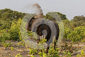 Elephant throwing dirt in Botswana, Africa