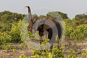 Elephant throwing dirt in Botswana, Africa