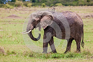Elephant throwing mud and water over itself