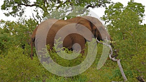 Elephant throwing soil