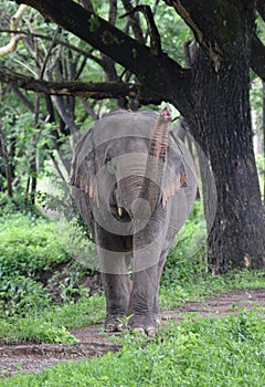 Elephant throws trunk in the air in Thailand