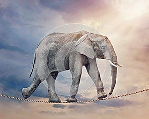 Elephant on a tightrope