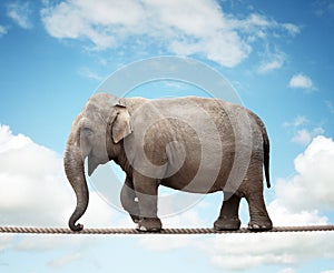 Elephant on a tightrope