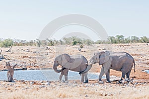 Elephant touching the genitals of another elephant with its trunk