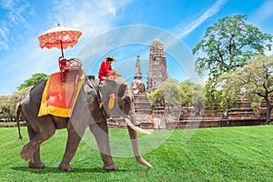 Elephant for Tourists in Ayutthaya, Thailand