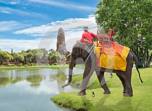 Elephant for Tourists ride tour on an of the ancient city old te photo