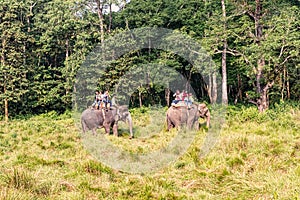 Elephant tours in Chitwan National Park, Nepal