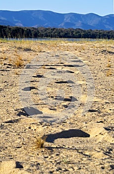 Elephant tracks