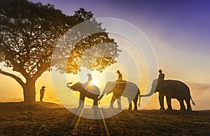 Elephant trainer and Three mahout with three elephants walking to a tree during a sunrise silhouette. vintage style. The