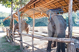 Elephant in trapping pen