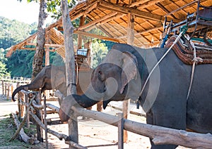 Elephant in trapping pen