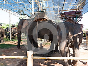 Elephant in trapping pen