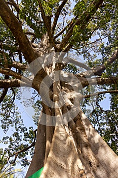 Elephant tree in Gambia