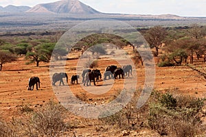 Elephant trek