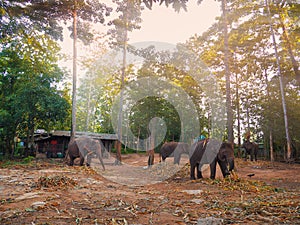 Elephant trekking through jungle Maetaman elephant camp chiangmai northern Thailand