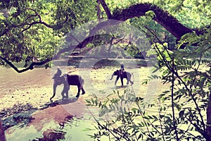 Elephant trekking through jungle in Thailand