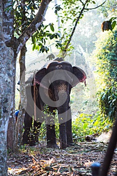 Elephant in the tropical jungles of India, Kerala.