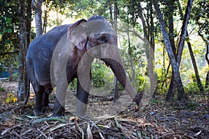 Elephant in the tropical jungles of India, Kerala.