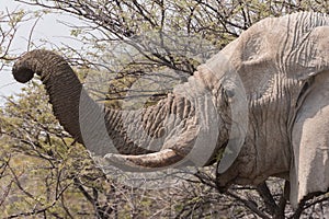 Elephant trunck eating acacia