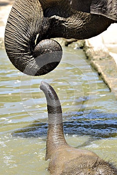 Elephant trunk