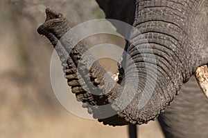 Elephant trunk