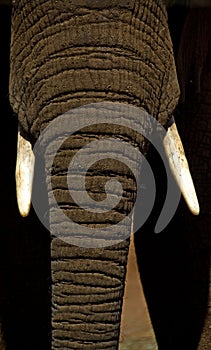 Elephant trunk