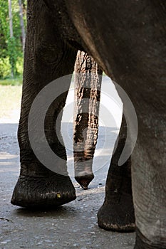 Elephant trunk.