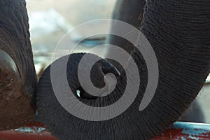 Elephant trunk close up