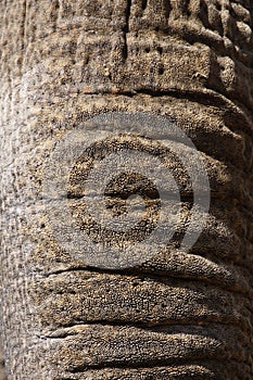 Elephant trunk detail