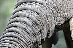 Elephant trunk detail