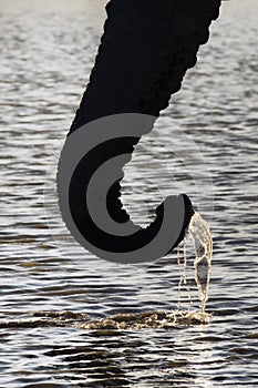 Elephant trunk drinking at sunset.