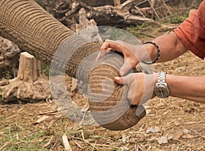 Elephant trunk and human hands.