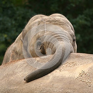 Elephant with trunk on other elephants back