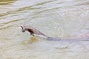 Elephant trunk in river water. Close-up