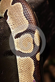 Elephant trunk snake