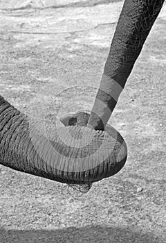 Elephant trunk and tail in balck and white.