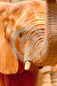 Elephant with trunk up