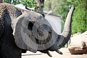 Elephant with trunk up