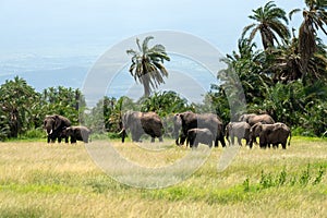 Elephant in Tsavo East National park. Kenya. A family of African elephants bathes in mud.