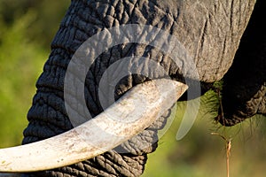 Elephant tusk photo