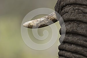 Elephant tusk South Africa