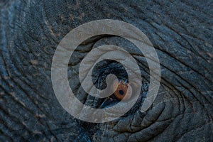 Elephant tusker eye closeup