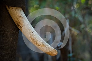 An Elephant tusker long tusks closeup