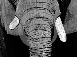 Elephant Tusks photo