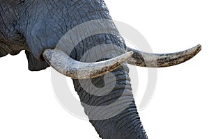 Elephant tusks photo
