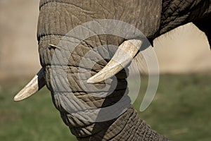 Elephant Tusks photo