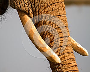 Elephant Tusks