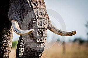 Elephant tusks