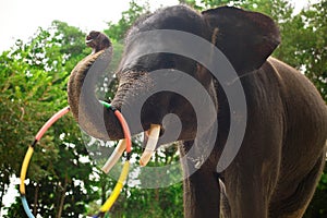 Elephant with tusks and a hoop turning